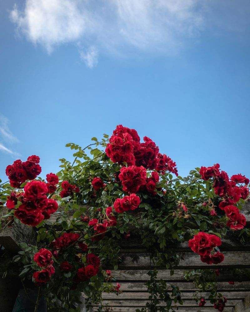 Jardins Harmonie Provence 5